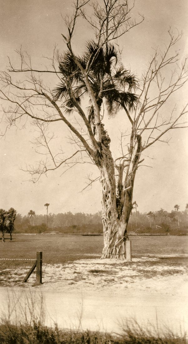 Strangler fig at work in Everglades City, Florida